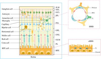 Spotlight on iron and ferroptosis: research progress in diabetic retinopathy
